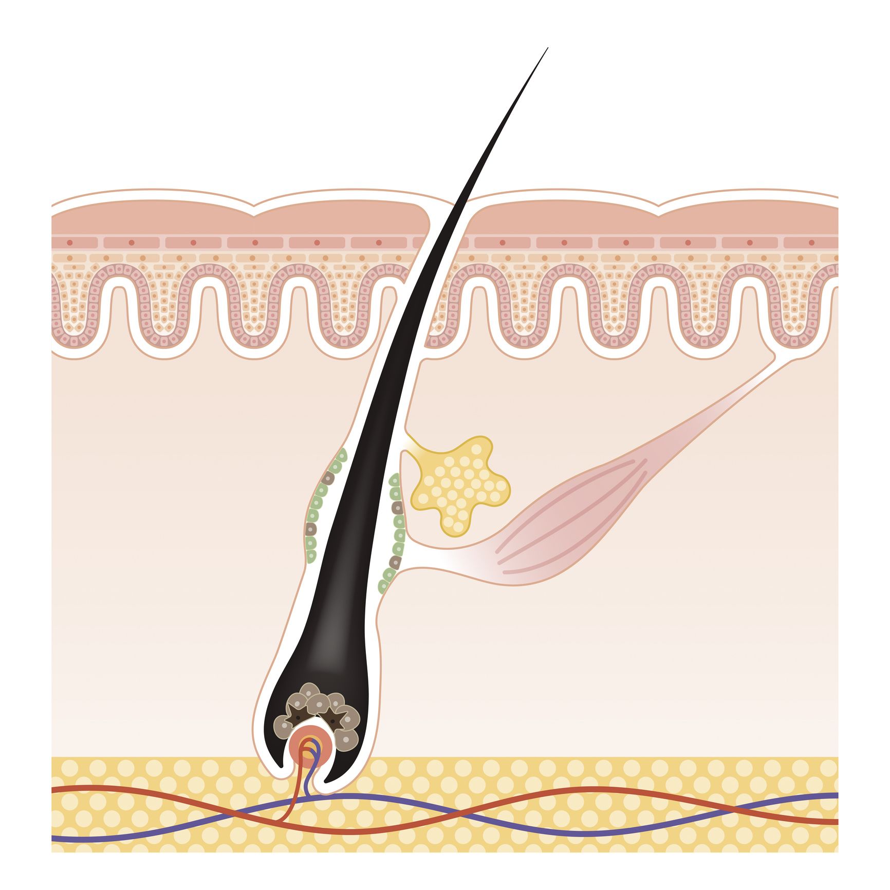 Bioestimulación capilar con péptidos y exosomas