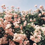 FranciscaMera