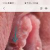 Corte de labioplastia no cierra desde octubre