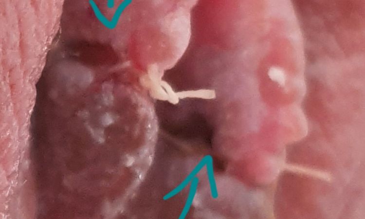 Corte de labioplastia no cierra desde octubre - 48229