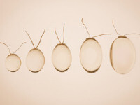 Implantes testiculares Implantes testiculares