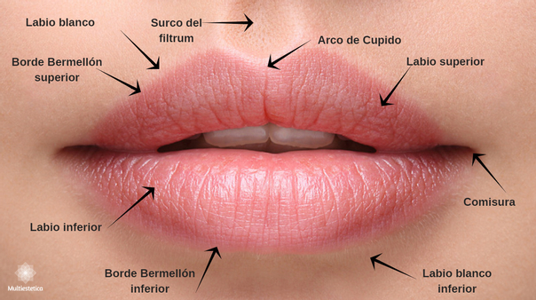La anatomía de los labios